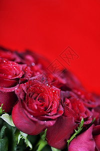 红色背景的美丽玫瑰图片