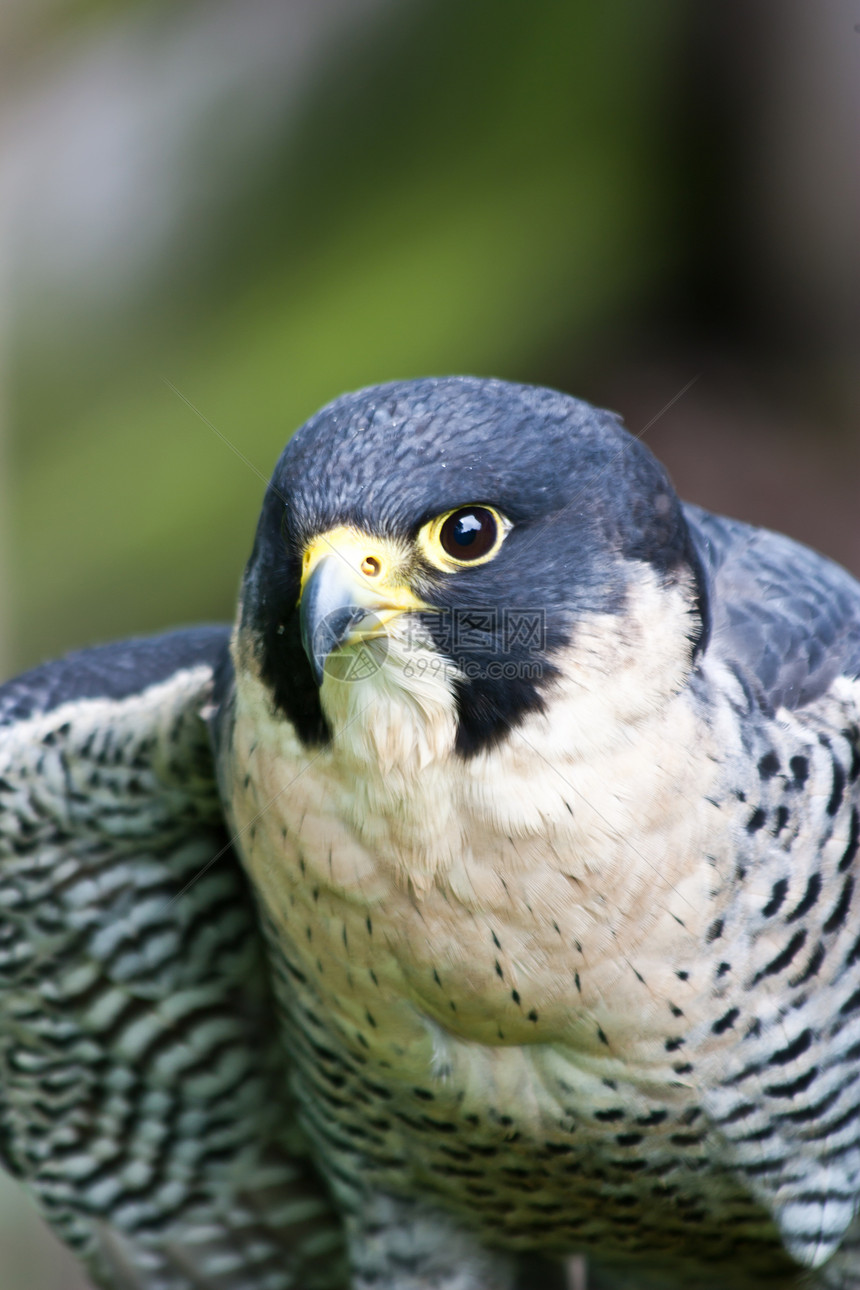 在苏格兰萨瑟的自然保护区猎鹰图片