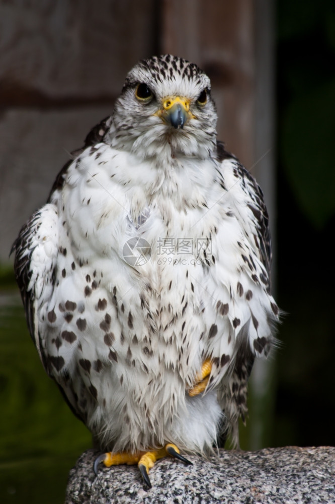 在苏格兰萨瑟的自然保护区猎鹰图片