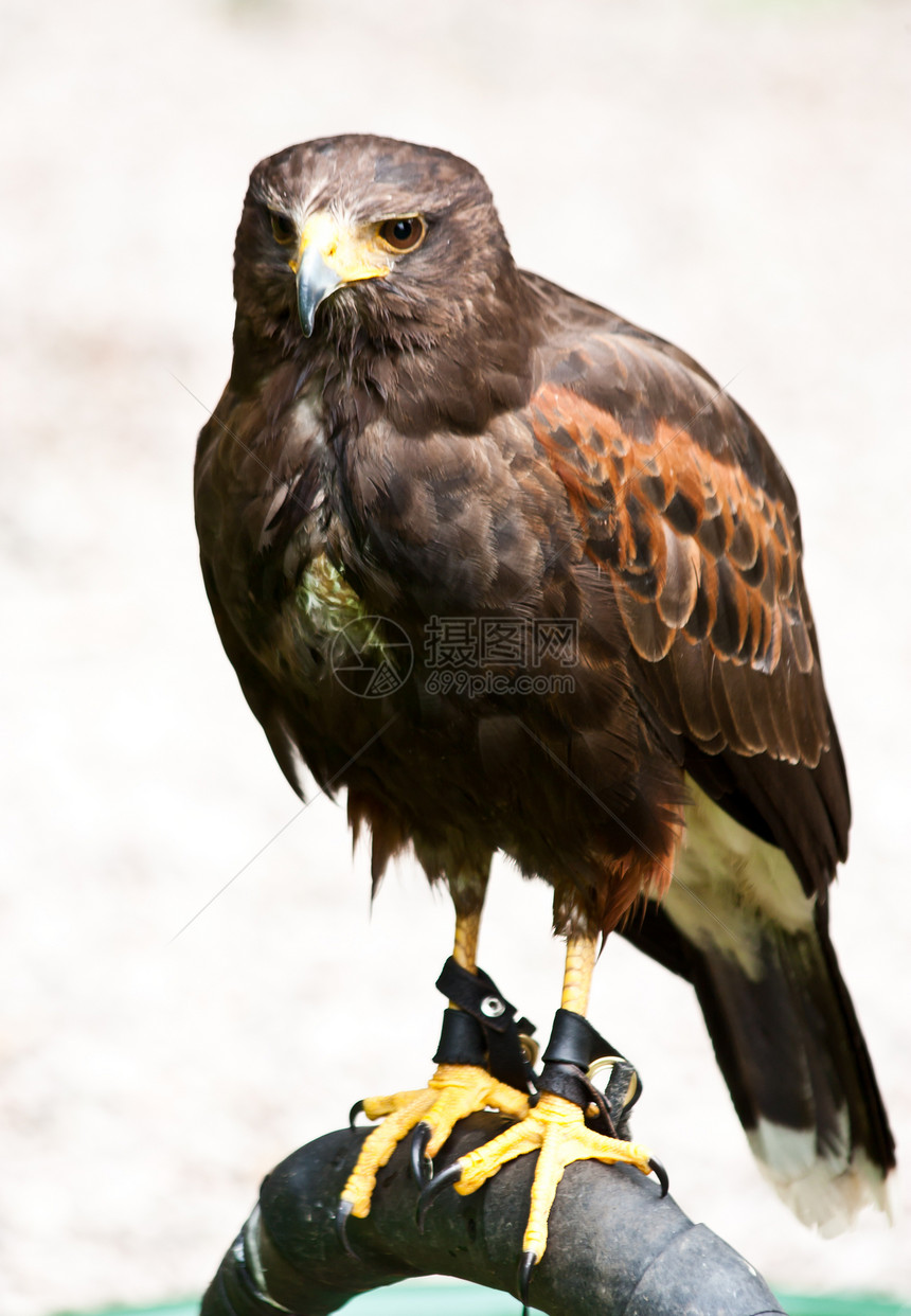 在苏格兰萨瑟的自然保护区鹰图片
