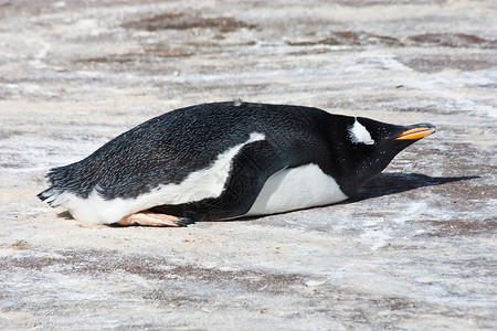 巴布亚企鹅幼崽拉丁名PygoscelisPappa典型的福克兰群岛背景