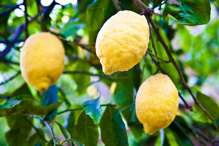 在CostieraAmalfitana的树上柠檬这个水果的意大利小说地点图片