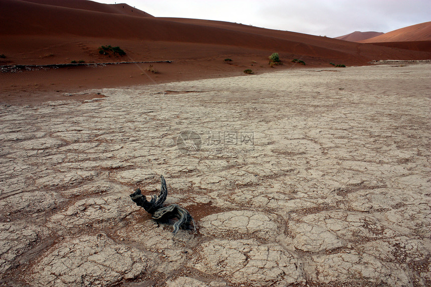 纳米比亚沙漠死树图片