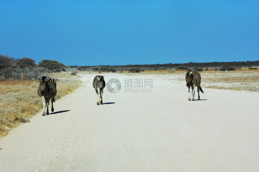 纳米比亚野生物Etosha公园旱季图片