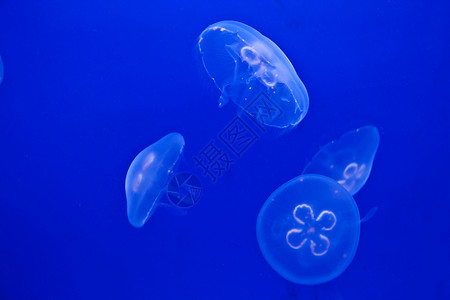 浅蓝底水族馆的Jellifish鱼图片