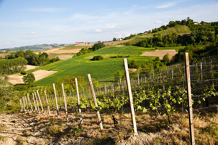 意大利皮埃蒙特地区Monferrato地区景观背景图片