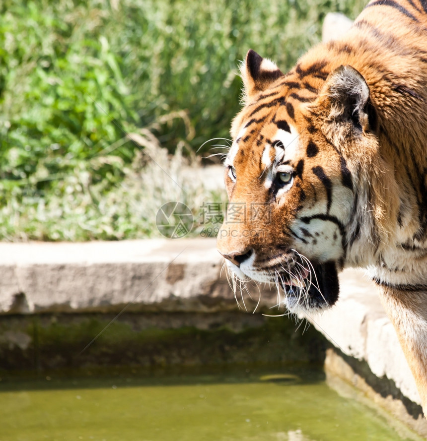 老虎Pantheratigris是菲利达家族的一员是五神豹中四只大猫最的一只老虎是东亚和南大部分地方的土生长是顶级捕食者肉动物图片