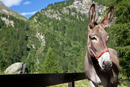 意大利阿尔卑斯山上的自由驴子看着摄像机骡子高清图片素材