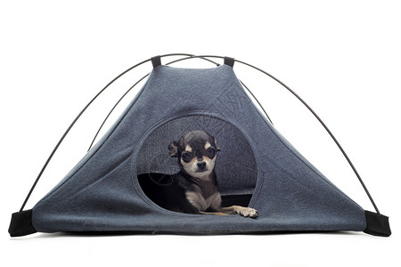 一个可爱的纯种小狗吉娃的肖像在他帐篷里图片