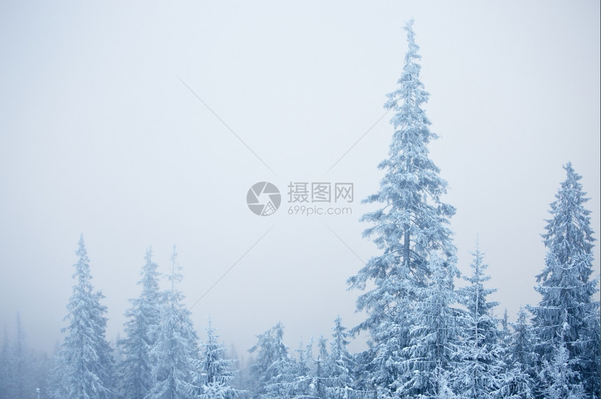 雪暴天气下的冬季树图片