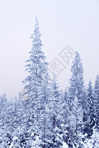 冬季森林树木被雪覆盖图片
