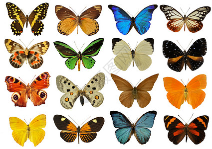 白色背景前的美丽彩色蝴蝶组图片