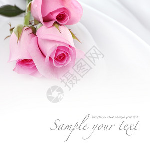 白丝上的粉红玫瑰背景图片