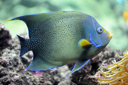 水族馆中的半圆形天使鱼图片