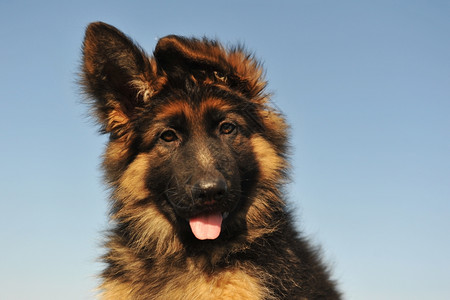 一只可爱的小狗肖像纯种德国牧羊人专注眼睛图片