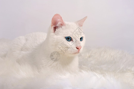粉红色背景的蓝眼睛白猫图片