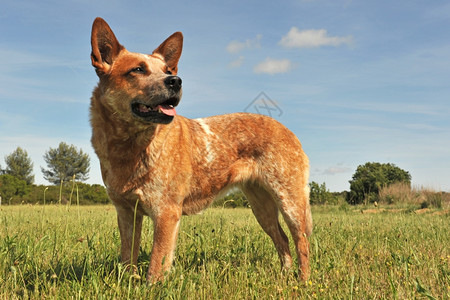 在田地里直立的红澳洲牧牛犬背景