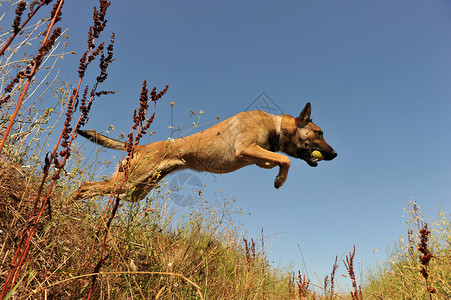 跳跃纯种伯尔吉亚牧羊麦地尼诺斯的肖像警卫高清图片素材