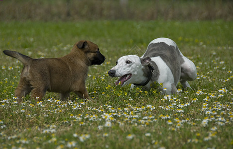 年轻的灰狗和一只小玩比利时牧羊麦地诺图片