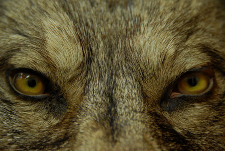 野狼的美丽眼睛危险的哺乳动物背景图片