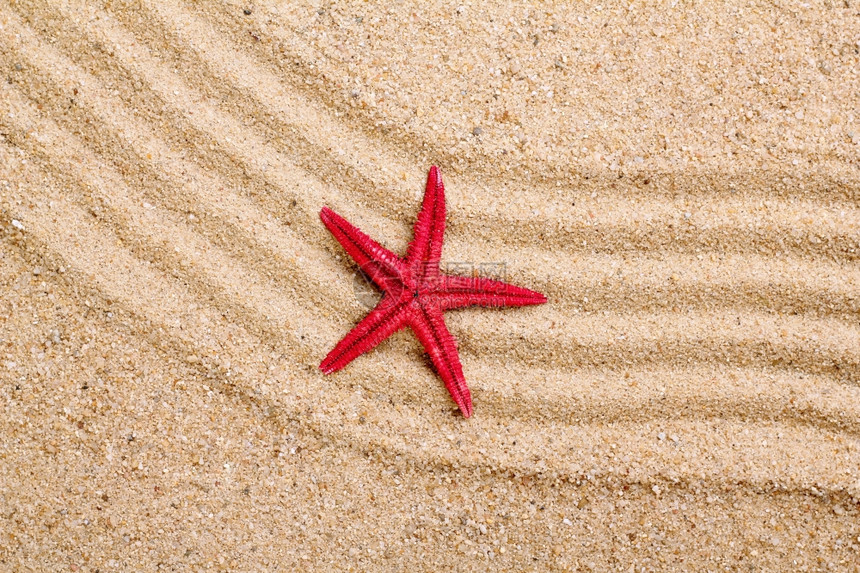 沙滩上的海星图片