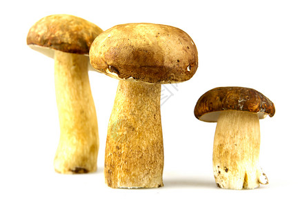 真菌感染蘑菇波西尼博利特斯背景