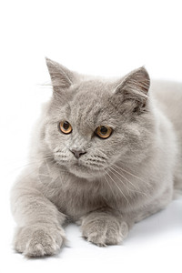 可爱的英国小猫肖像朋友高清图片素材