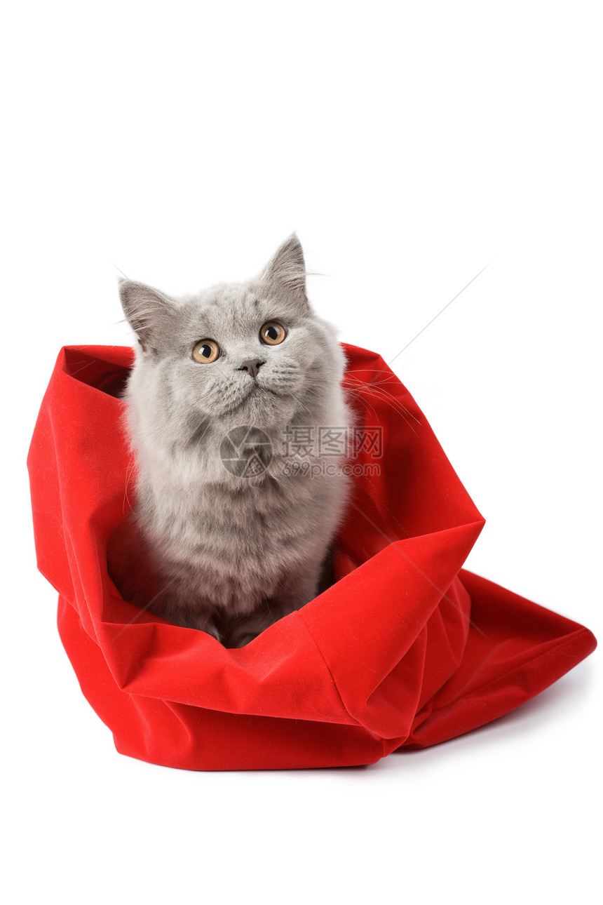 红袋中的英国猫被隔离图片