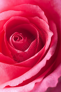 美丽的粉色玫瑰背景图片
