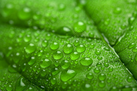 带水滴的新鲜绿叶图片