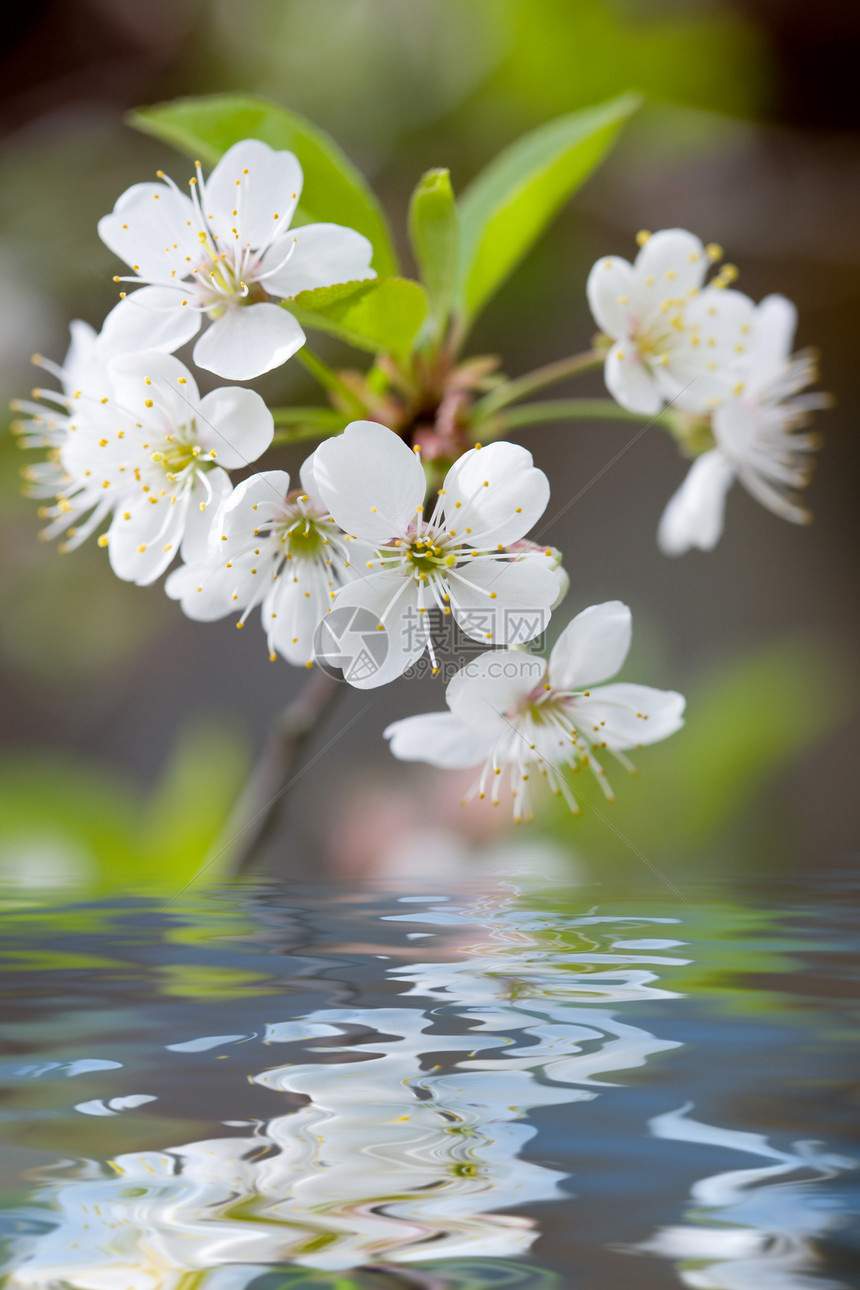 水中的白色花朵图片
