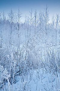 白霜初寒寒雪的冬季风景背景