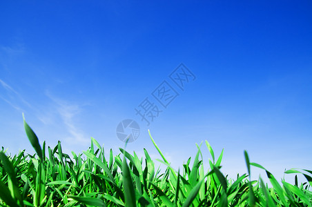 绿新草和美丽的蓝天空图片