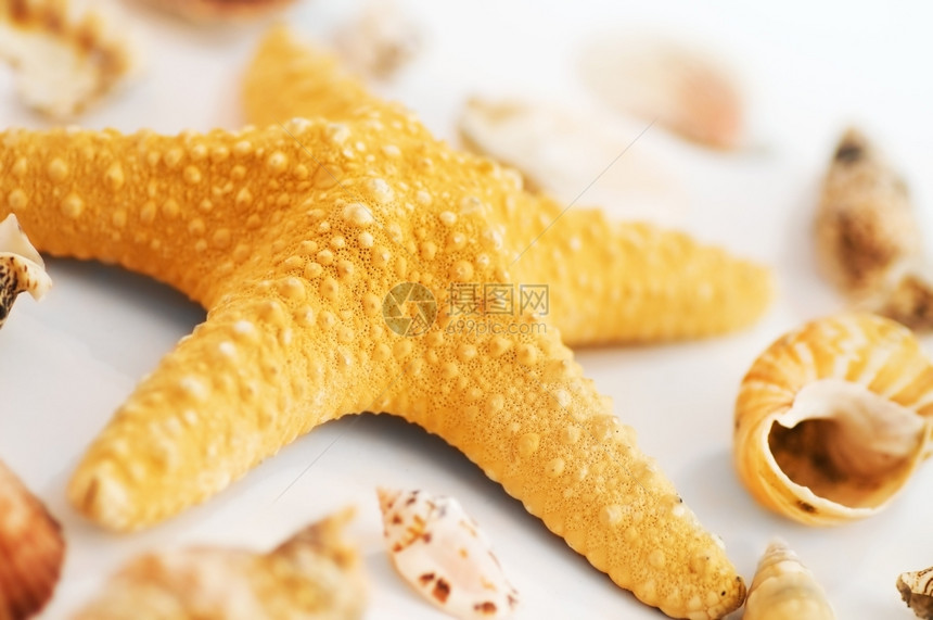白底海星和孤立的贝壳图片
