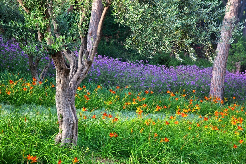 春夏公园丰富多彩有鲜花绿草和树木图片