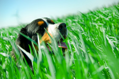 草地上可爱的狗肖像画图片