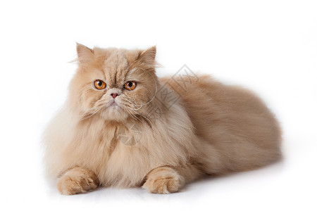 波斯猫肖像背景图片