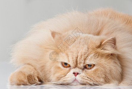 波斯猫肖像背景图片