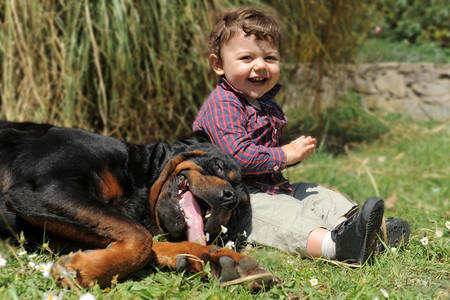 草地上纯净的罗威勒和小男孩的肖像图片