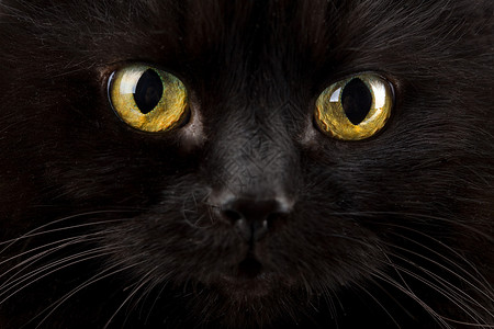 黄色眼睛的猫黑猫眼背景