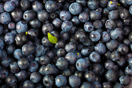 新鲜蓝莓背景新鲜蓝莓背景图片