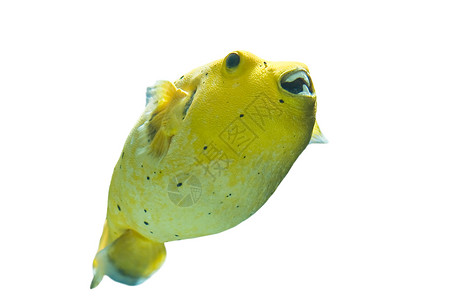 金鳍鱼阿罗龙白底图片