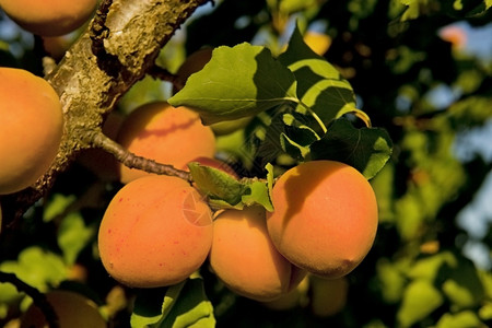 椰枣树枝上有成熟的果实图片