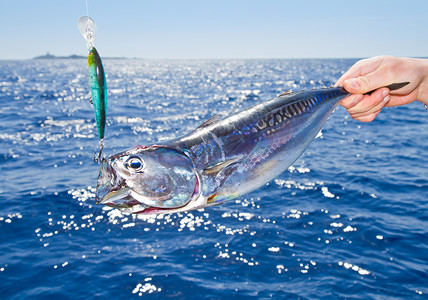 地中海大型狩猎鱼图片