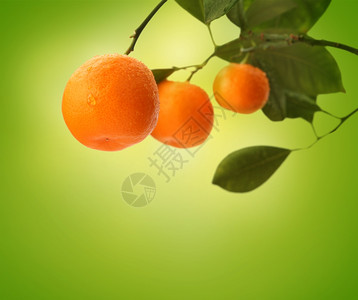 绿色的橙分支图片