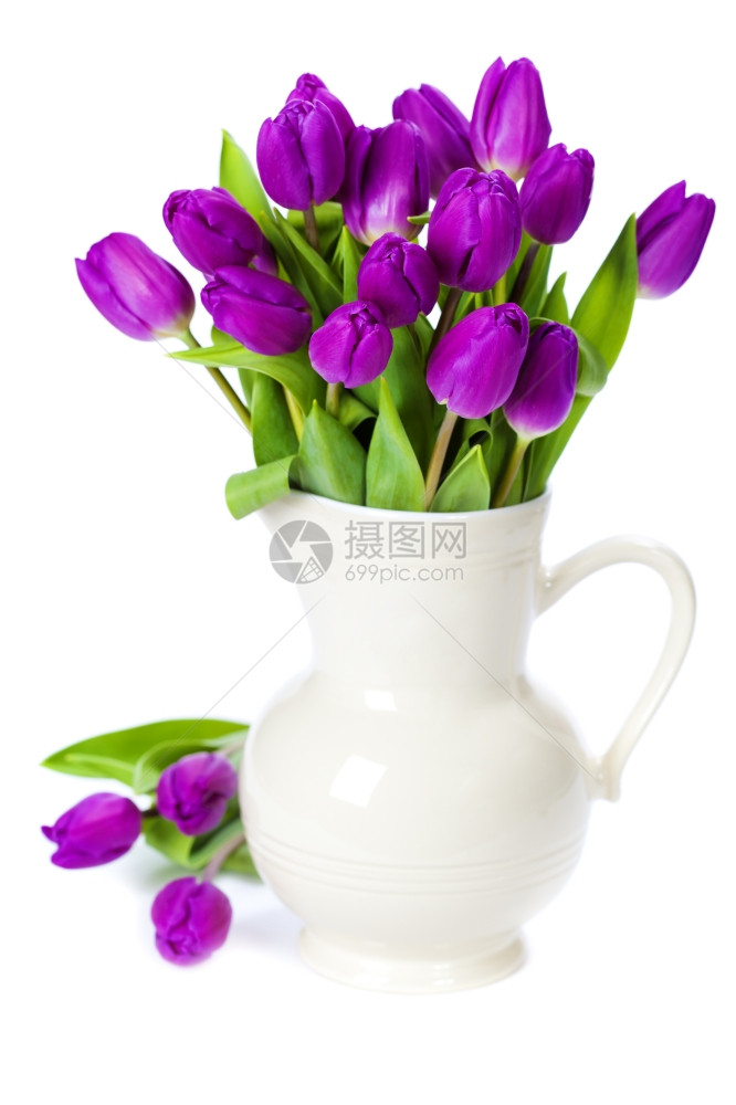 白色背景上的紫郁金香图片