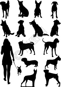 杜宾猎犬一组狗示影矢量插图插画