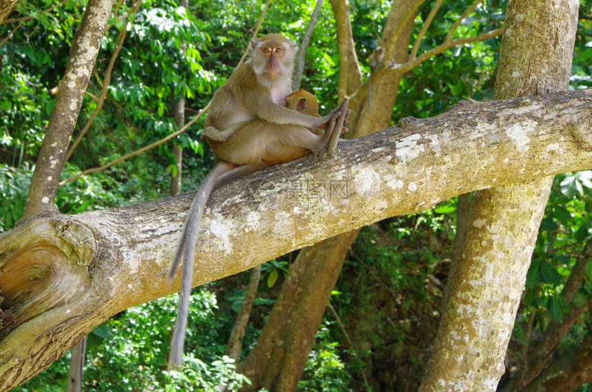 猴子坐在树上图片