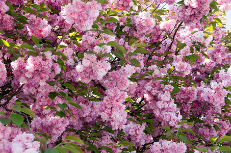 春樱花的近处图片