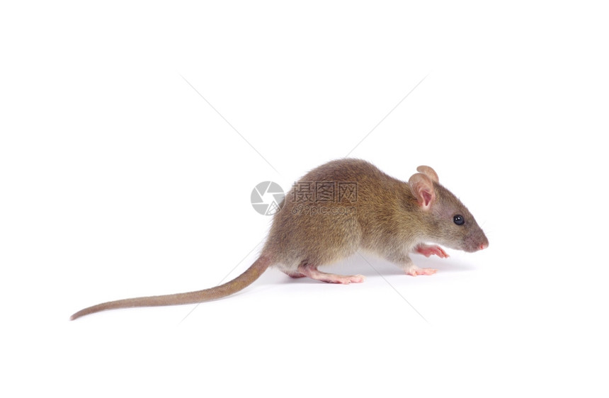白色背景上孤立的老鼠图片